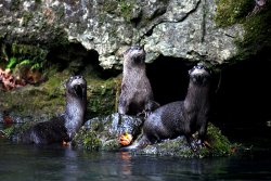 th_eB164677_otters.jpg